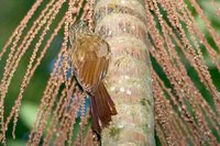 Planalto Woodcreeper - Dendrocolaptes platyrostris