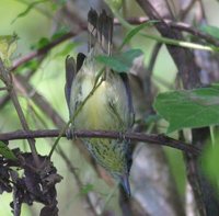 Spot-breasted Antvireo - Dysithamnus stictothorax