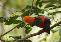 Andean Cock-of-the-Rock - Rupicola peruviana