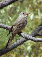 Greater Pewee - Contopus pertinax