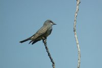 Cassin's Kingbird - Tyrannus vociferans