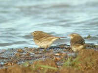 Water Pipit - Anthus spinoletta