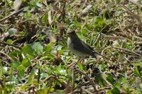 Creamy-bellied Thrush - Turdus amaurochalinus