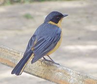 Chorister Robin-Chat - Cossypha dichroa