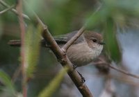 Bushtit - Psaltriparus minimus