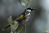 White-cheeked Honeyeater - Phylidonyris nigra