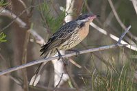 Spiny-cheeked Honeyeater - Acanthagenys rufogularis