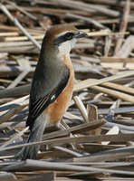 Bull-headed Shrike - Lanius bucephalus