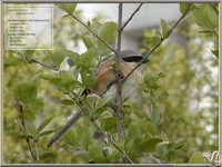 Long-tailed Shrike - Lanius schach