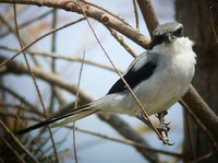 Southern Gray Shrike - Lanius meridionalis