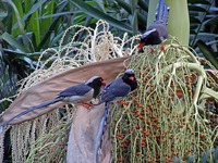 Blue Magpie - Urocissa erythrorhyncha