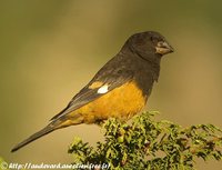 White-winged Grosbeak - Mycerobas carnipes