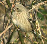 Long-tailed Rosefinch - Uragus sibiricus