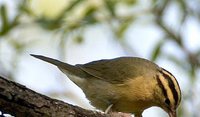 Worm-eating Warbler - Helmitheros vermivorus