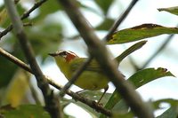 Rufous-capped Warbler - Basileuterus rufifrons