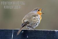 Robin , Redbreast ; Erithacus rubercula , European , garden bird stock photo