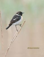 Stonechat (eastern) C20D 02951.jpg