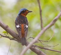 White-throated rock thrush C20D 03754.jpg