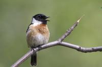 Brambornicek cernohlavy (Saxicola torquata)