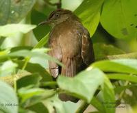 Buff-vented Bulbul