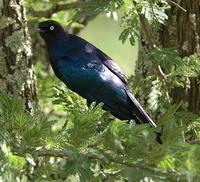 Ruppell's Long-tailed Starling p.496
