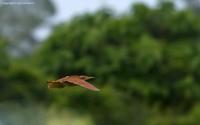 cinnamon-bittern