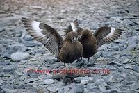 FT0164-00: Two Antarctic Skuas, Catharacta antarctica, with the body of a dead Adelie Penguin. S...
