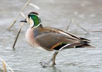 가창오리(Anas formosa)  (Baikal Teal)