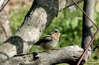 개미잡이(Jynx torquilla) (Wryneck)