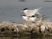 Sterne élégante (Sterna elegans)