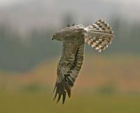 A young male Montagu's Harrier (Circus pygargus) at La Janda             Photo Stephen Daly