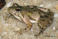 : Acris crepitans; Cricket Frog