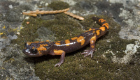 : Ensatina eschscholtzii platensis; Sierra Nevada Ensatina