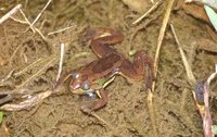 : Euphlyctis hexadactylus; Indian Five-fingered Frog