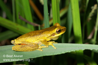 : Litoria revelata; Whirring Tree Frog