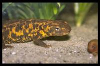 : Paramesotriton fuzhongensis