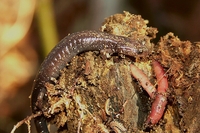: Plethodon hubrichti; Peaks Of Otter Salamander