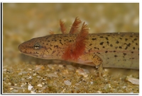 : Pseudotriton ruber; Blue Ridge Red Salamander