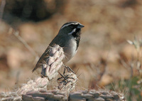 : Amphispiza bilineata; Black-throated Sparrow