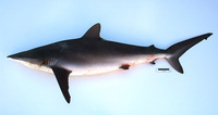: Carcharhinus falciformis; Silky Shark