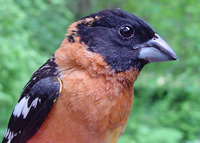 : Pheucticus melanocephalus; Black-headed Grosbeak