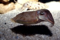 : Sepia pharaonis; Flamboyant Cuttlefish