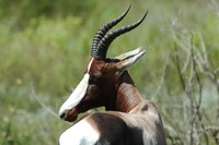 : Damaliscus dorcas dorcas; Bontebok