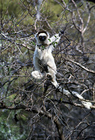 : Propithecus verreauxi; Verreaux's Sifaka