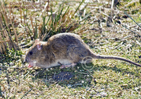 : Rattus norvegicus; Norway Rat, Brown Rat