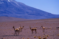 : Vicugna vicugna; Vicuna