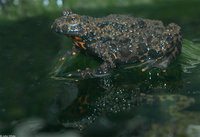 : Bombina orientalis; Oriental Fire-Bellied Toad