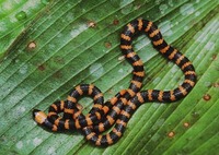 : Micrurus multifasciatus