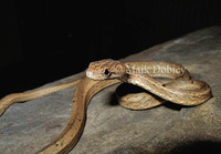 : Psammodynastes pulverulentus; Common Mock Viper