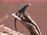 : Urosaurus ornatus; Tree Lizard